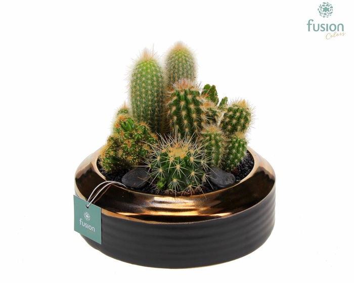 <h4>Arr.  Cactus H%</h4>