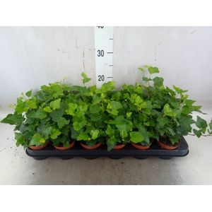 Hedera helix 'Wonder'