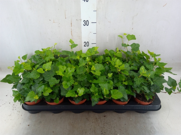 <h4>Hedera helix 'Wonder'</h4>