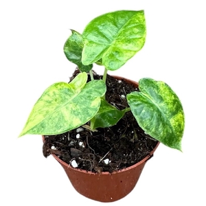 Alocasia Overig Gageana Aurea