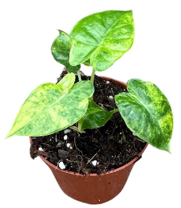 <h4>Alocasia Overig Gageana Aurea</h4>