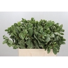 Pittosporum Ilan