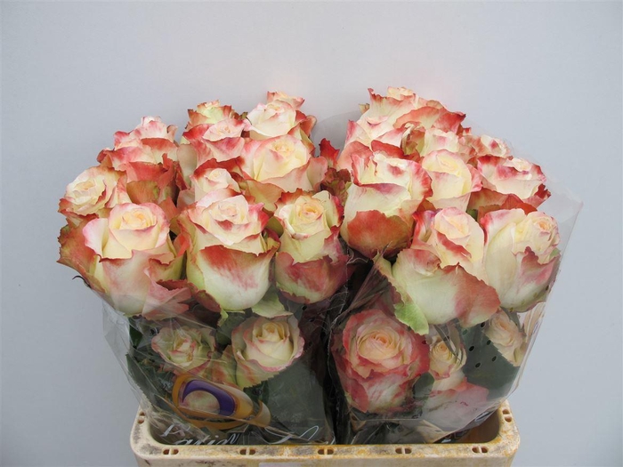 <h4>R Gr Aubade Ll</h4>