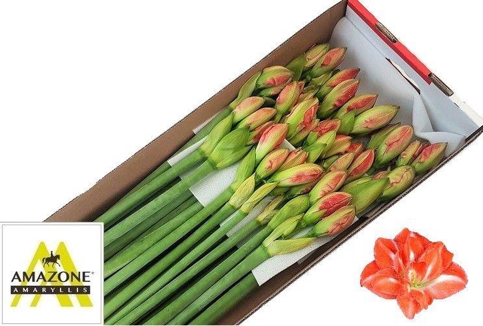 <h4>HIPP DG SUNNY NYMPH</h4>