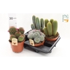 Cactus gemengd