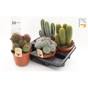 Cactus gemengd