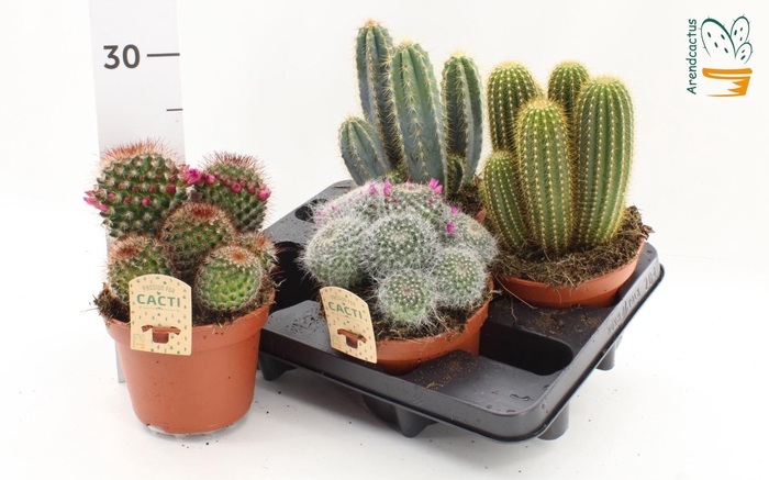 Cactus gemengd