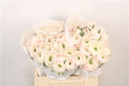 <h4>Ran Su Hanoi</h4>