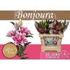Li Or Du Rl Bonjoura