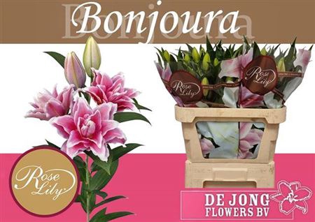 Li Or Du Rl Bonjoura