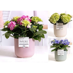 Hydrangea mix in P&PURE Sophie ceramics ass. 3
