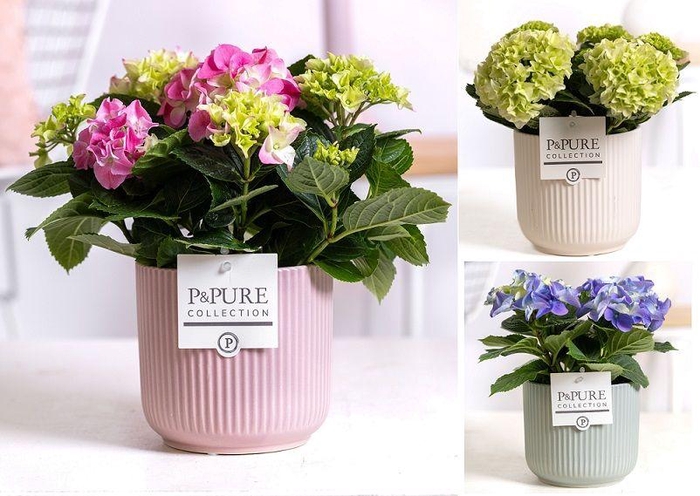 <h4>Hydrangea mix in P&PURE Sophie ceramics ass. 3</h4>
