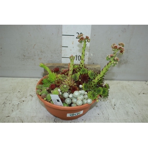 Sempervivum Mix In Plastic Schaal