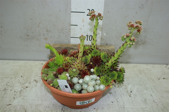 <h4>Sempervivum Mix In Plastic Schaal</h4>