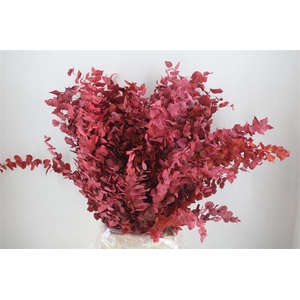 Pres Euca Stuartiana Pink Bunch