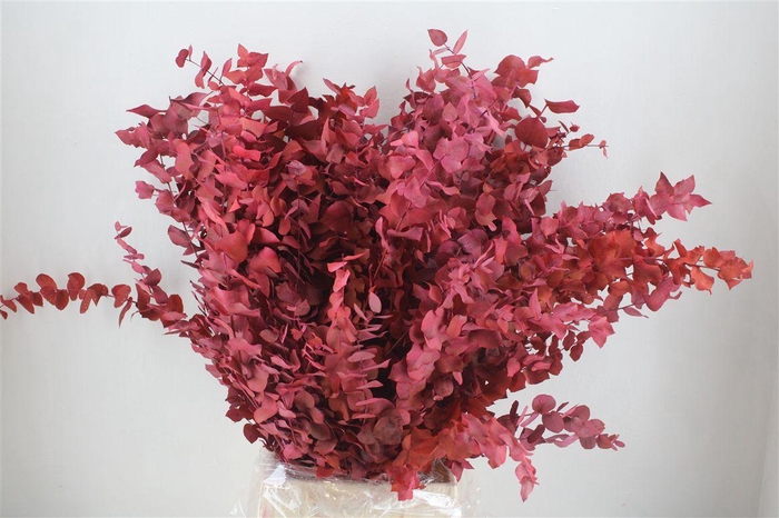 <h4>Pres Euca Stuartiana Pink Bunch</h4>