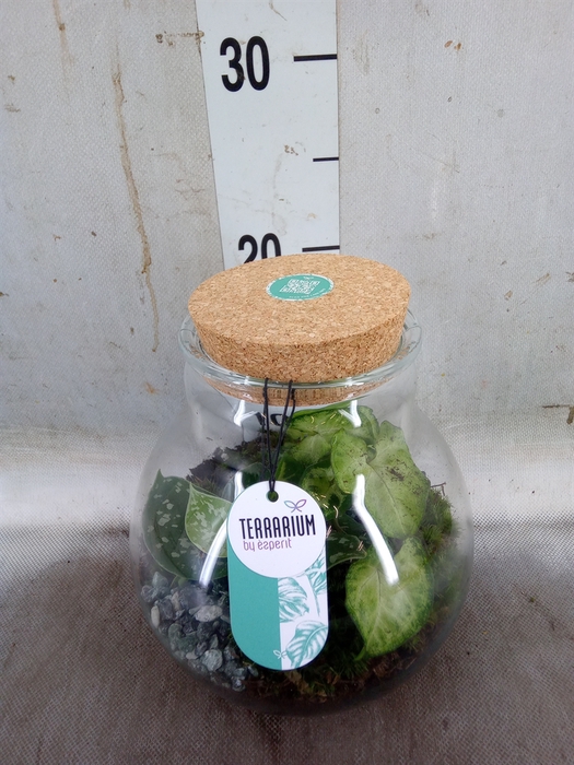 <h4>Arr.   Planten L%</h4>