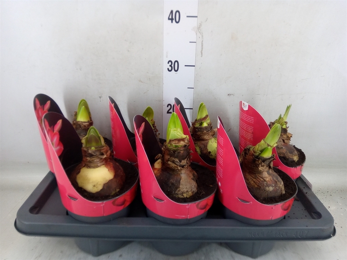 <h4>Hippeastrum   ...</h4>