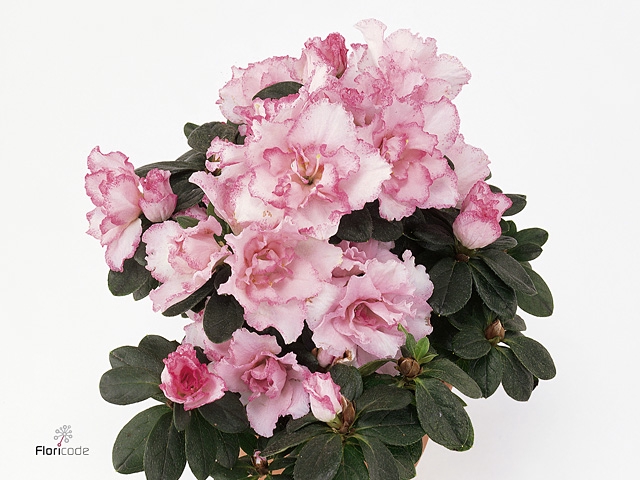 RHODO SI AQUARELL