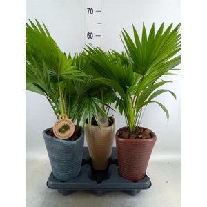 Livistona rotundifolia