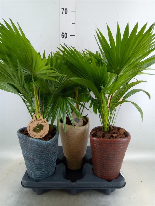 <h4>Livistona rotundifolia</h4>