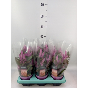 Celosia spic. 'Merida Pink'