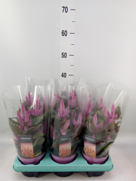 <h4>Celosia spic. 'Merida Pink'</h4>
