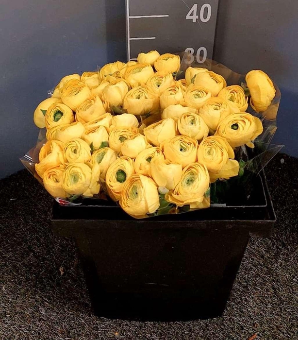 <h4>Ran Suc Ex Omega</h4>