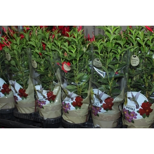 DIPLADENIA PICOLI RED VELT P14