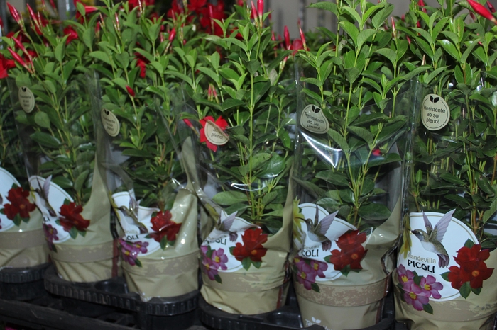 <h4>DIPLADENIA PICOLI RED VELT P14</h4>