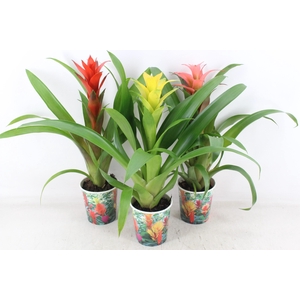arr3 ZS - Guzmania karton beker