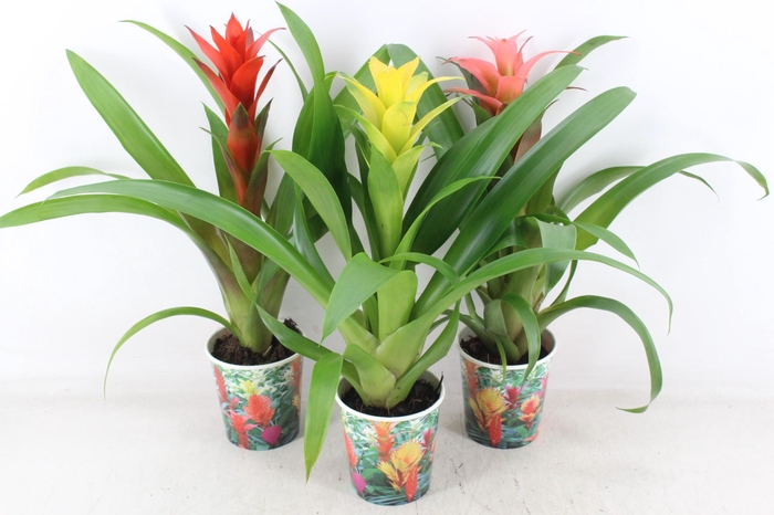 <h4>arr3 ZS - Guzmania karton beker</h4>