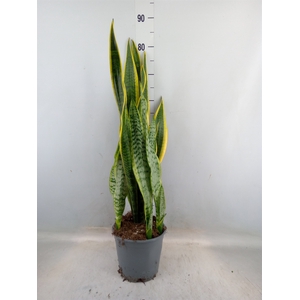 Sansevieria trifa. 'Laurentii'