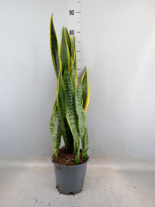 <h4>Sansevieria trifa. 'Laurentii'</h4>