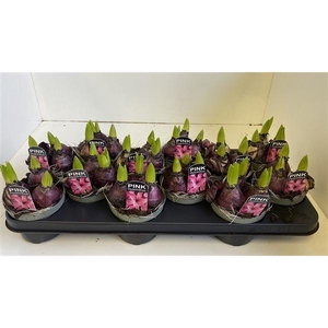 10,5 cm Hyacint Pink Pearl in olijfgroene pot