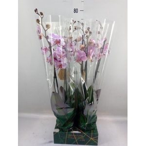 Phalaenopsis   ...rose