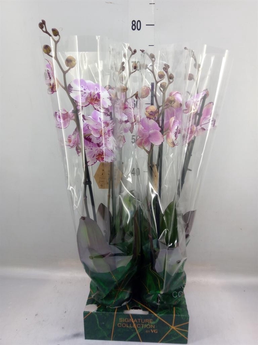 <h4>Phalaenopsis   ...rose</h4>