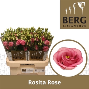 Eust Rosita Rose Pink