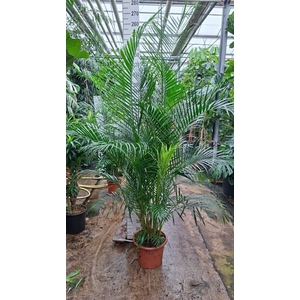 Dypsis lutescens   ...Chrysalidoca