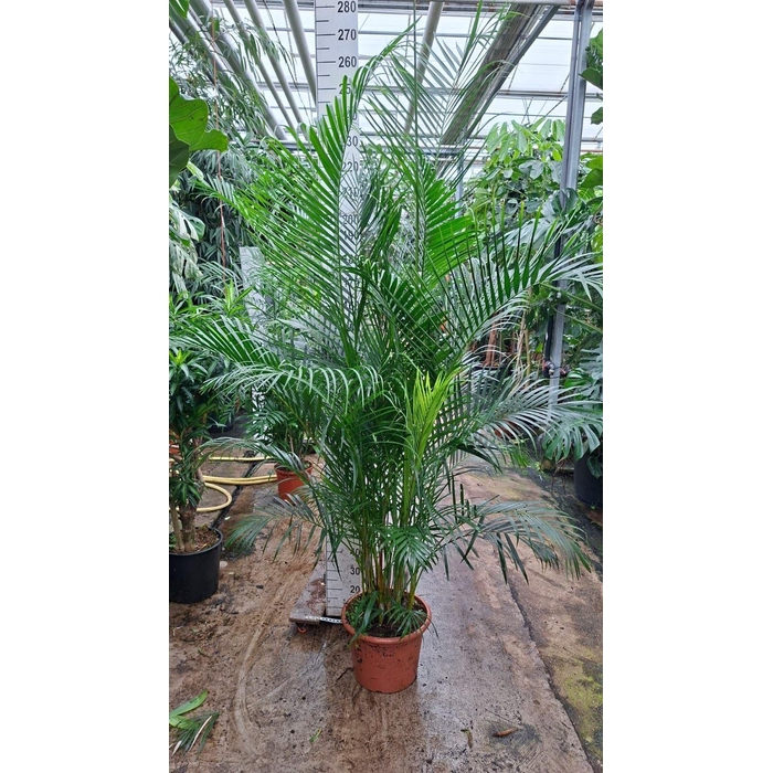 <h4>Dypsis lutescens   ...Chrysalidoca</h4>