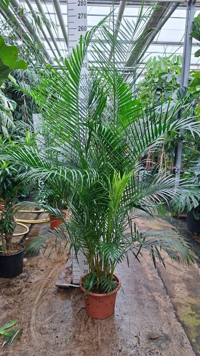 Dypsis lutescens   ...Chrysalidoca