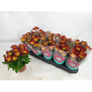 CHRYS RAINBOW CIRCUS