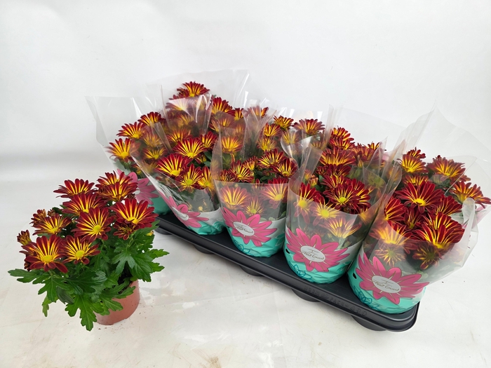 <h4>CHRYS RAINBOW CIRCUS</h4>