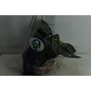 PEPEROMIA MELANCIA C21