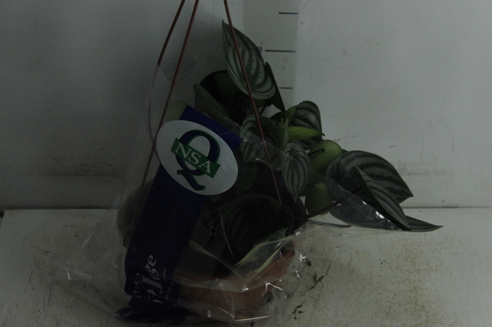 <h4>PEPEROMIA MELANCIA C21</h4>