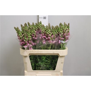 Antir Mary Lavender
