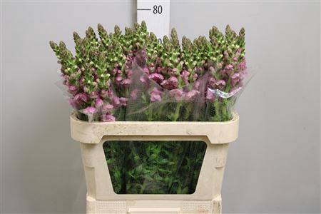 <h4>Antir Mary Lavender</h4>
