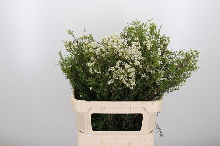 <h4>Chame Un Arbel</h4>