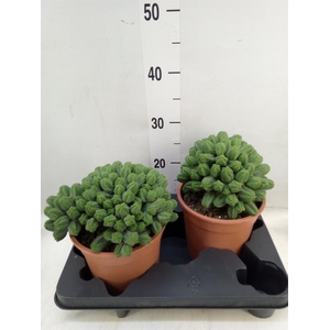 Euphorbia baioensis