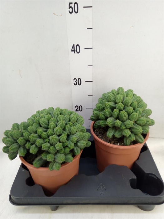 <h4>Euphorbia baioensis</h4>